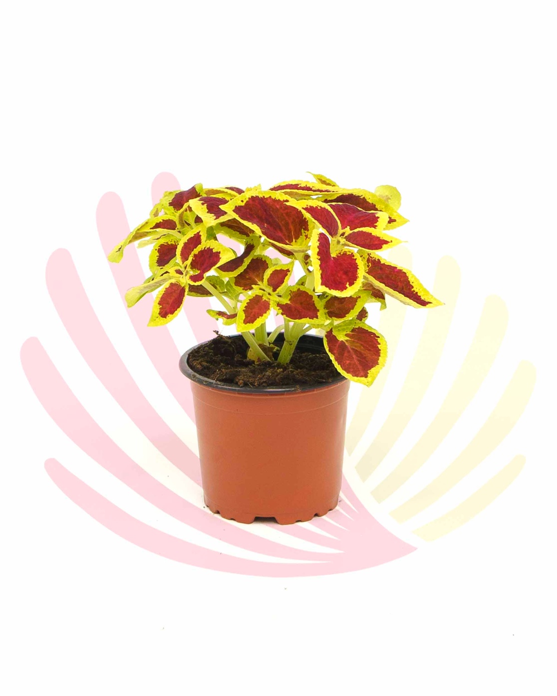Coleus - LCOLV10,50CM