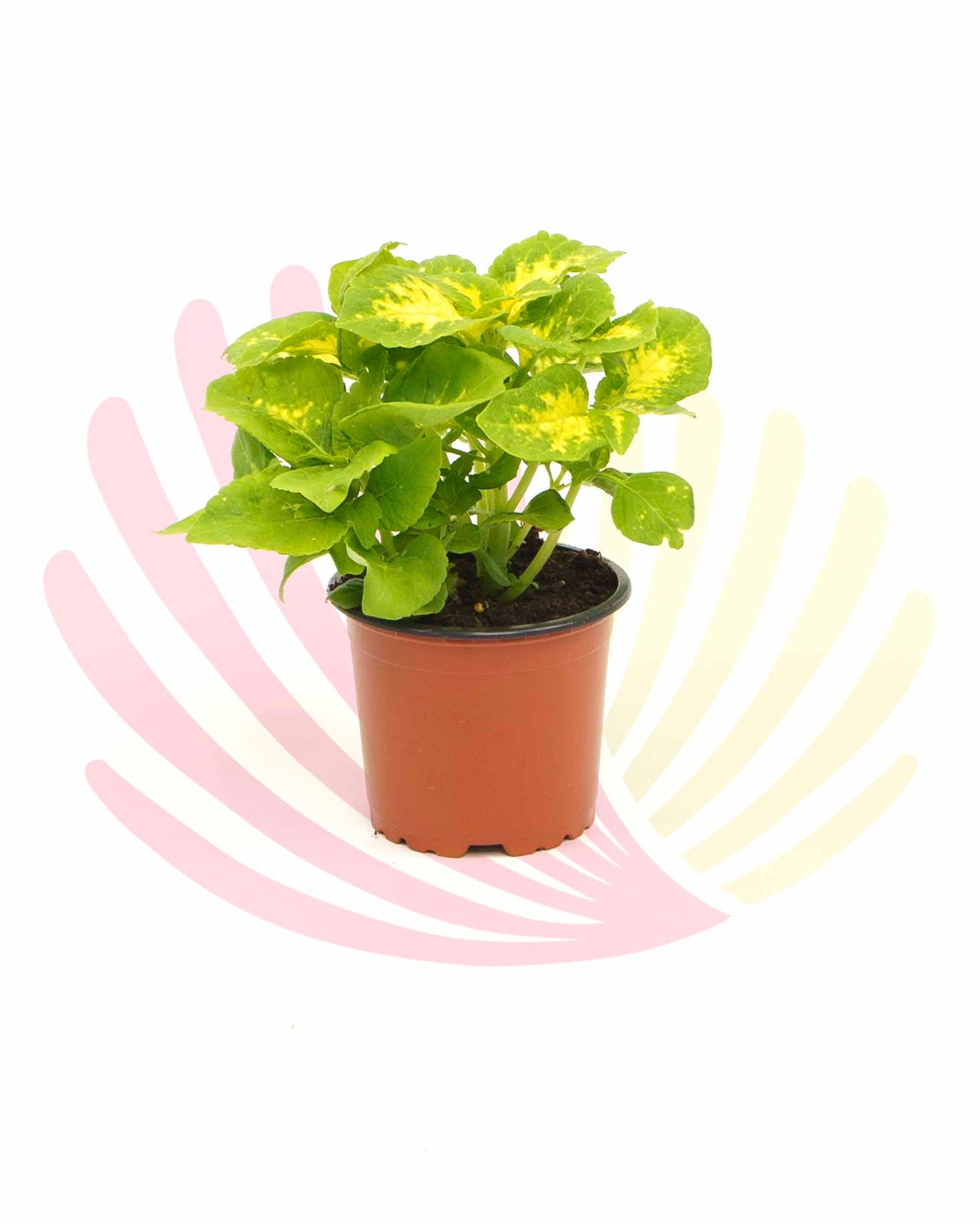 Coleus - LCOLV10,50CM