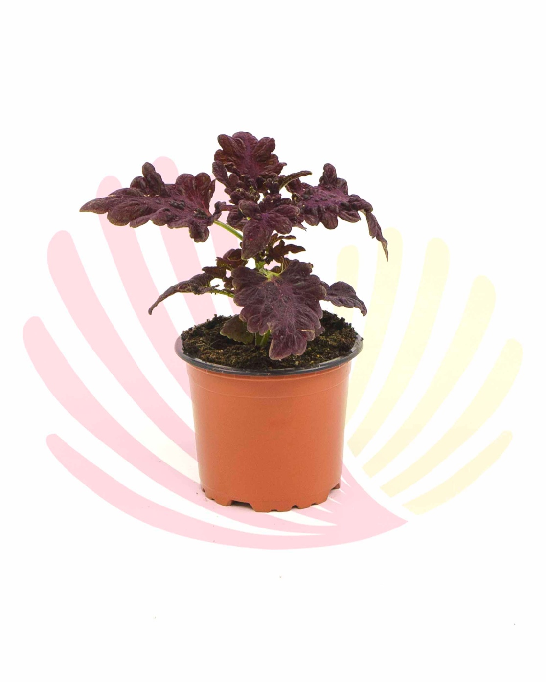 Coleus - LCOLV10,50CM