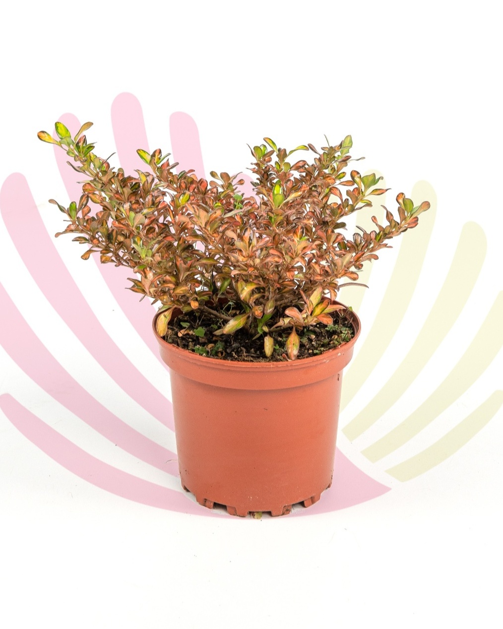 Coprosma repens Evening Glow    - P064010V0025Z00020