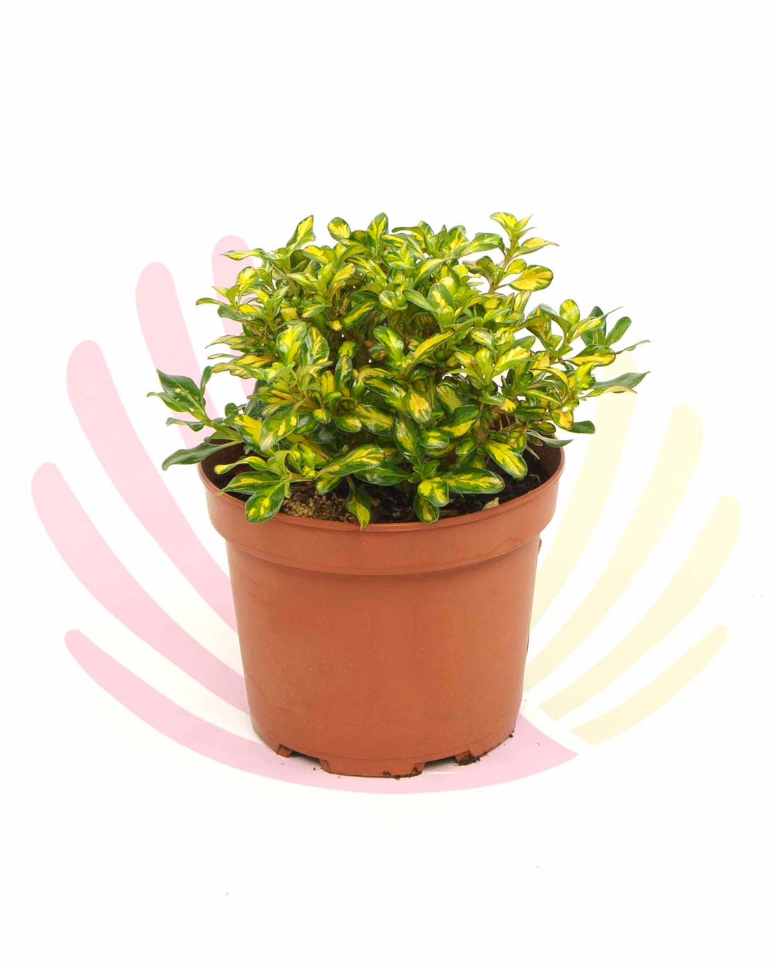 Coprosma repens Lemon Lime - P064030V0025Z00020