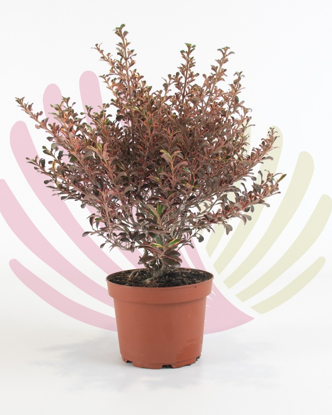 Coprosma Tricolor - P064060V0025Z00010