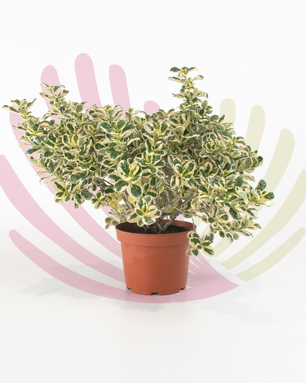 Coprosma Variegata - P064070V0025Z00010