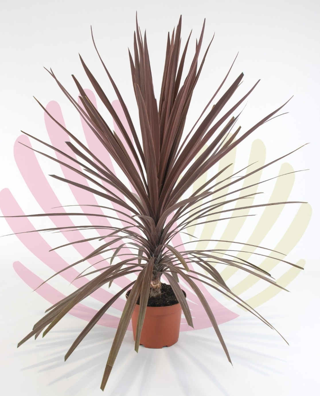 Cordyline australis Red Star  - P065040V0010Z00020