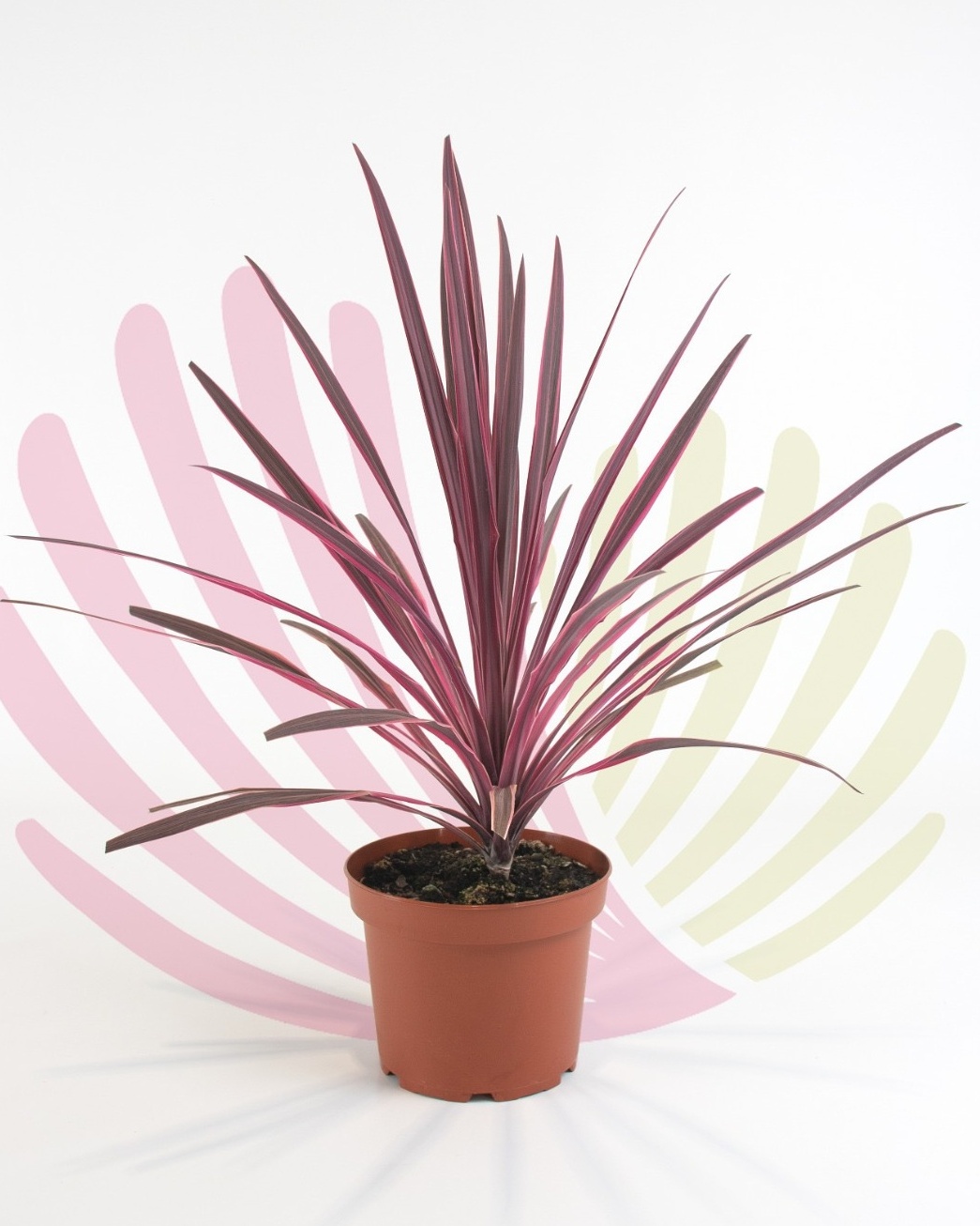 Cordyline Pink Passion - P065030V0050Z00010