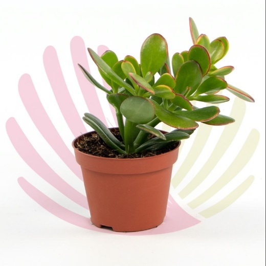 Crassula ovata - P069020C0100Z00020