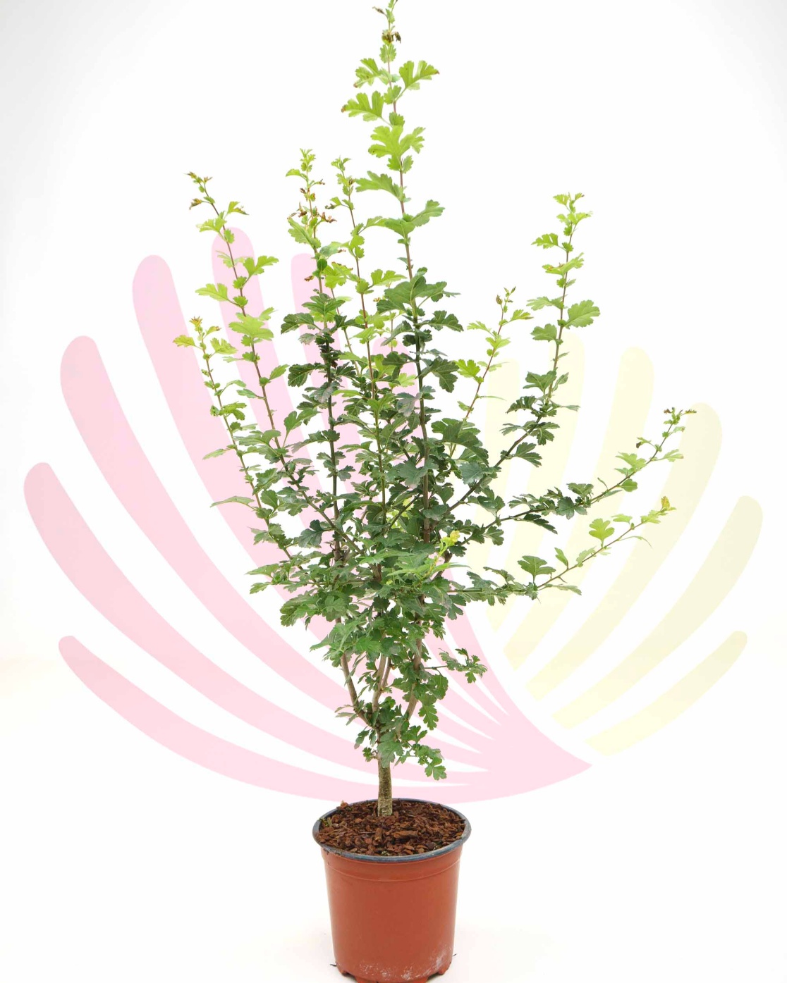 Crataegus monogyna - PCRAMONV1