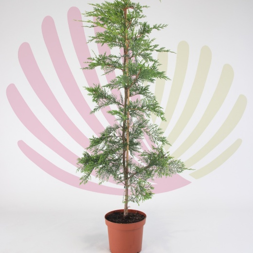 Cupressocyparis leylandii - P073010V0050H08010