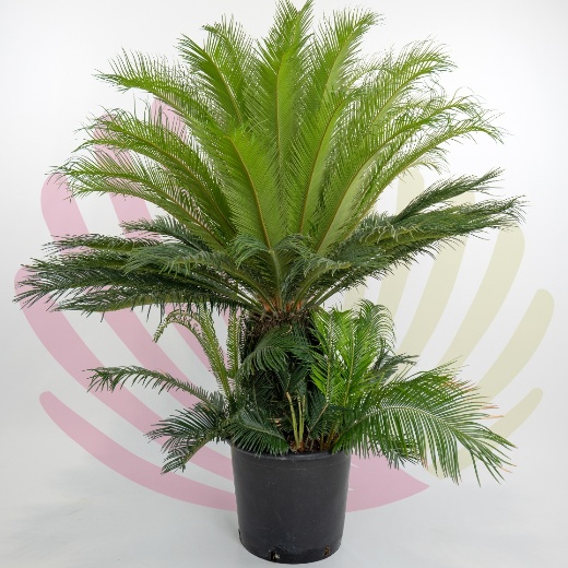 Cyca Revoluta - P076010V0000T04010