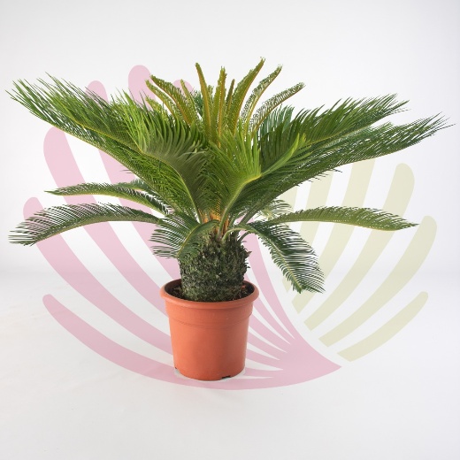 Cyca Revoluta - P076010V0000T01010