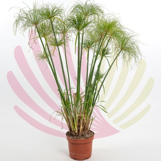 Cyperus Papyrus - PCYPPAPV2,5