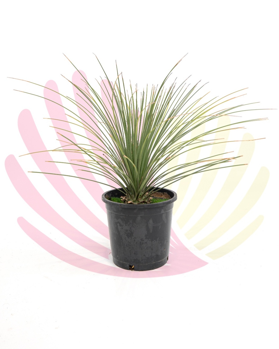 Dasylirion longifolium - P081010V0100Z00020