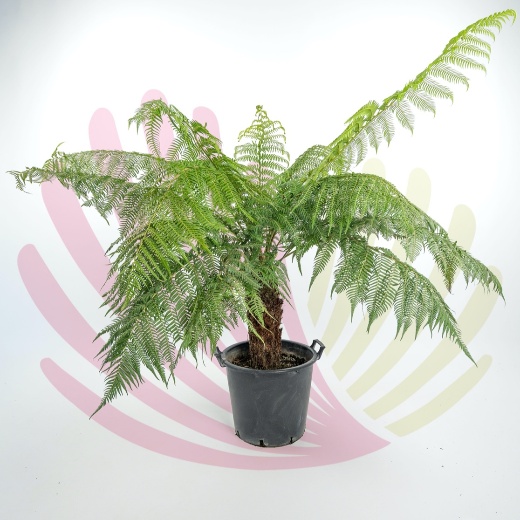 Dicksonia antarctica  - P084010V0000T04010