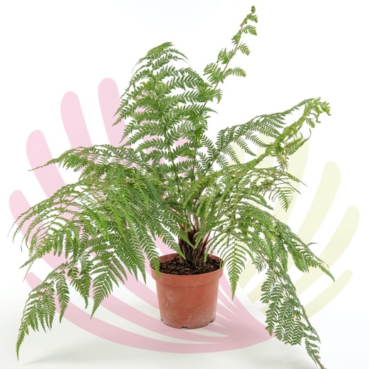 Dicksonia antarctica  - P084010V0050Z00010