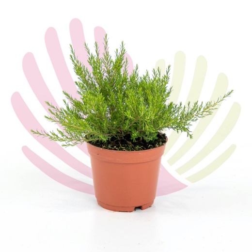 Diosma ericoides  - P085010V0010Z00020