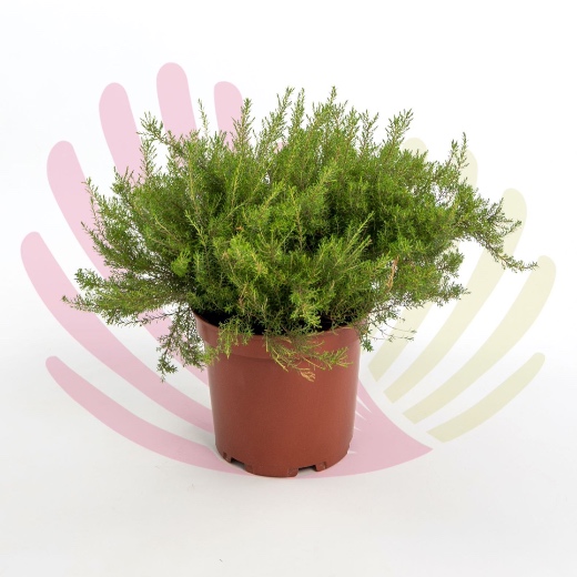 Diosma ericoides  - P085010V0100Z00020