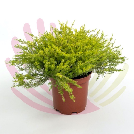 Diosma hirsuta Sunset Gold - P085030V0100Z00020