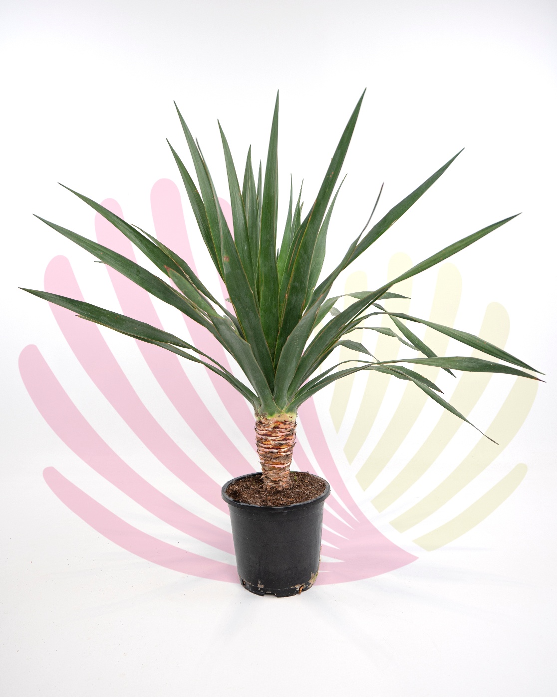 Dracaena drago - P087010V0025Z00010