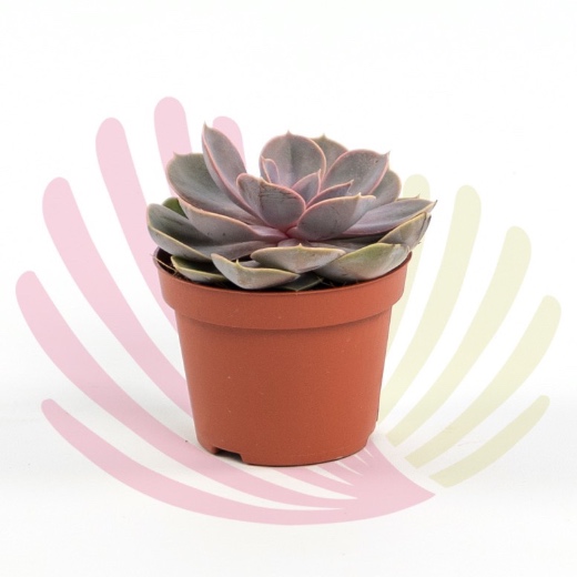 Echeveria perle Von Nurnberg Variegata - LECHPERVNVV10,5CM