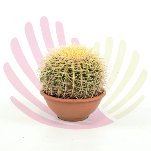 Echinocactus grusonii - P091010V0050Z00020