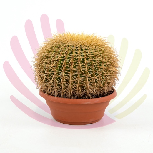 Echinocactus grusonii - Echinocactus grusonii	