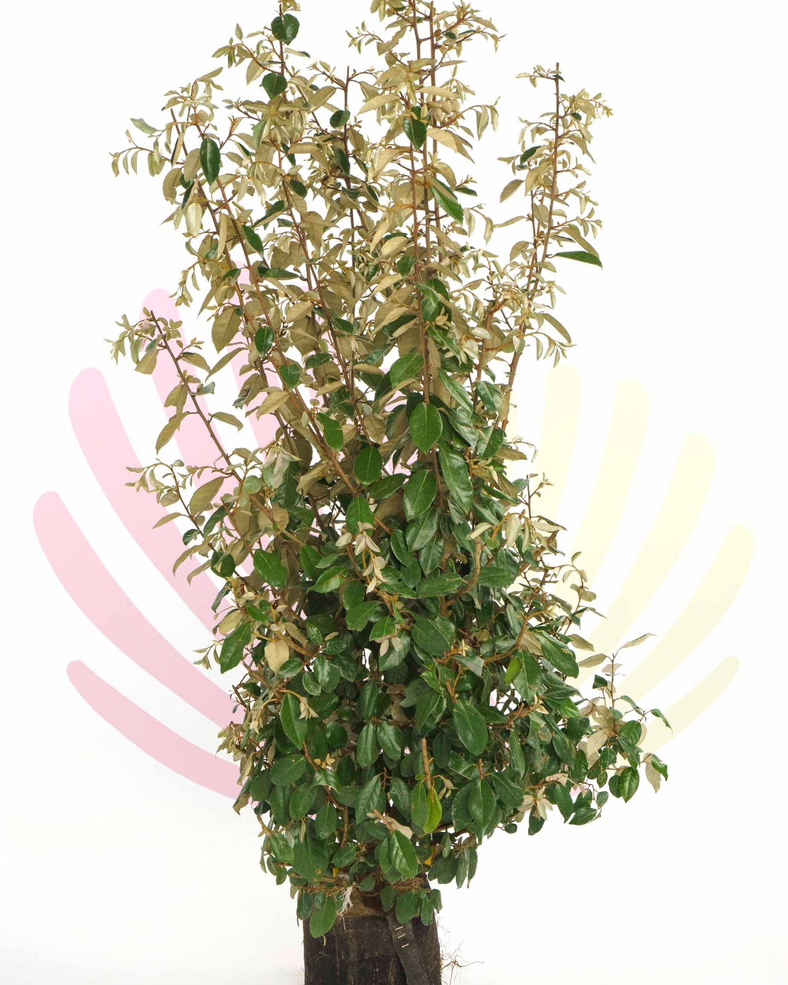 Elaeagnus ebbingei - P093020V0000H18010