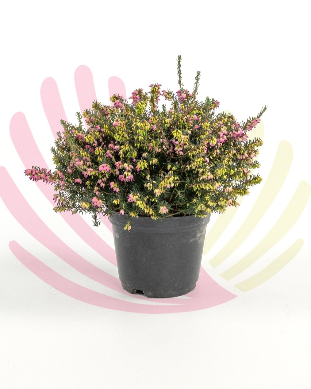 Erica carnea   - P095020V0010Z00020