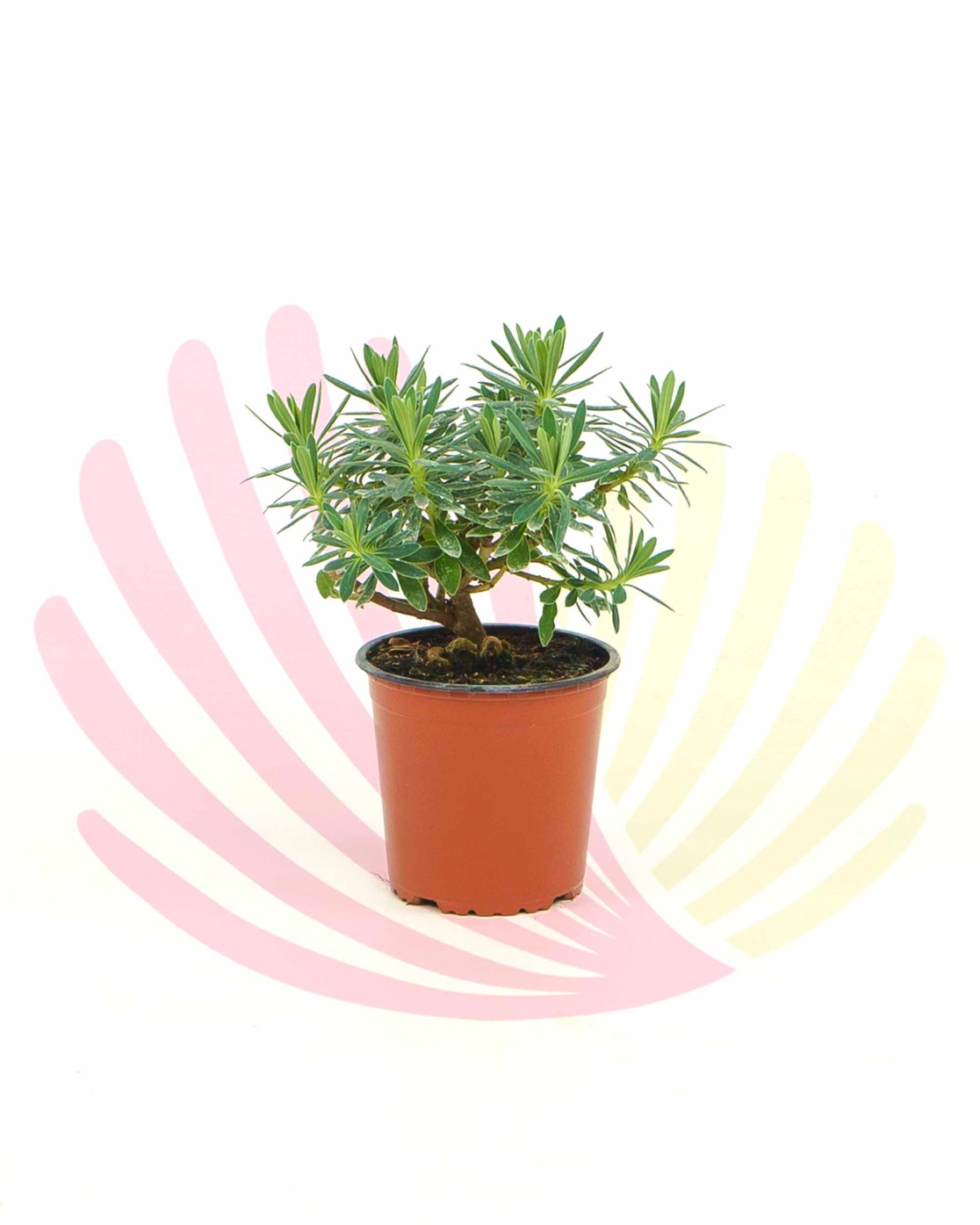 Euphorbia characias - P101010V0010Z00010