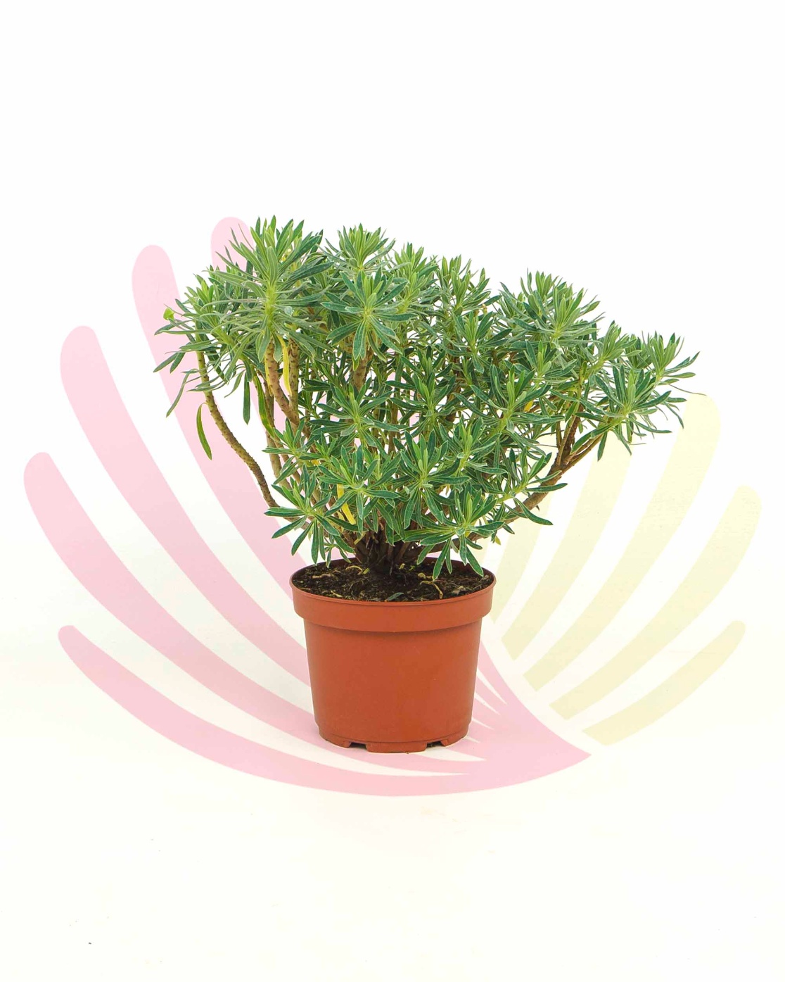 Euphorbia characias - P101010V0025Z00010