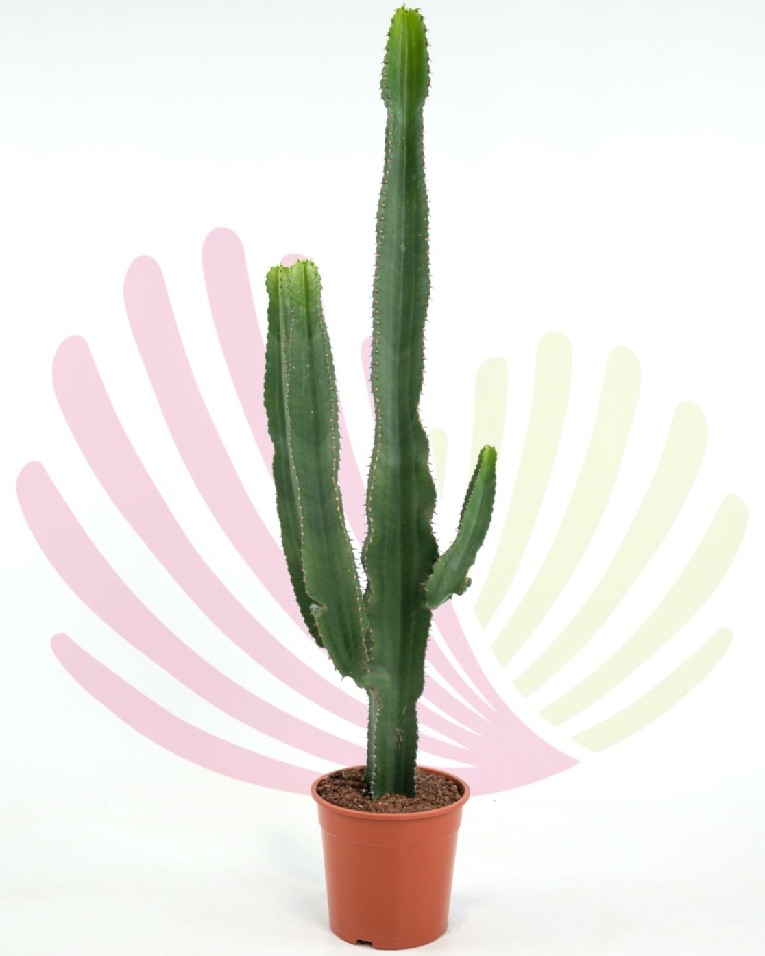 Euphorbia eritrea - P101090V0050H08020