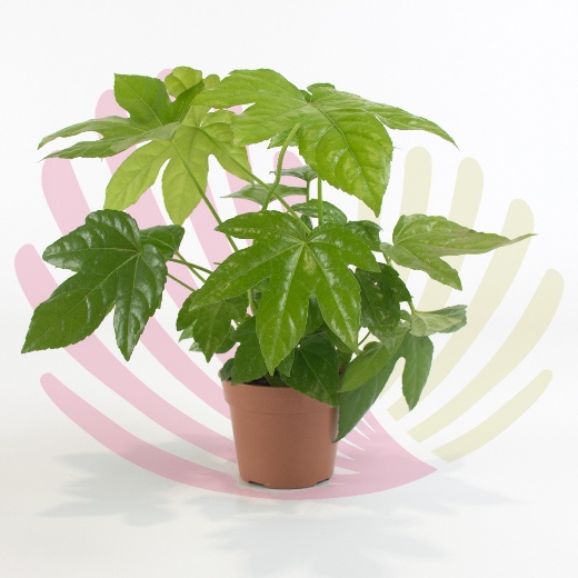 Fatsia japonica  - P105010V0010Z00020