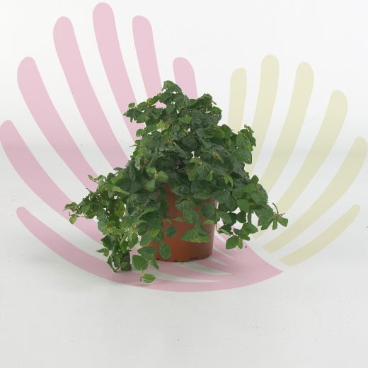 Ficus repens                                                 - P108080V0010Z00010