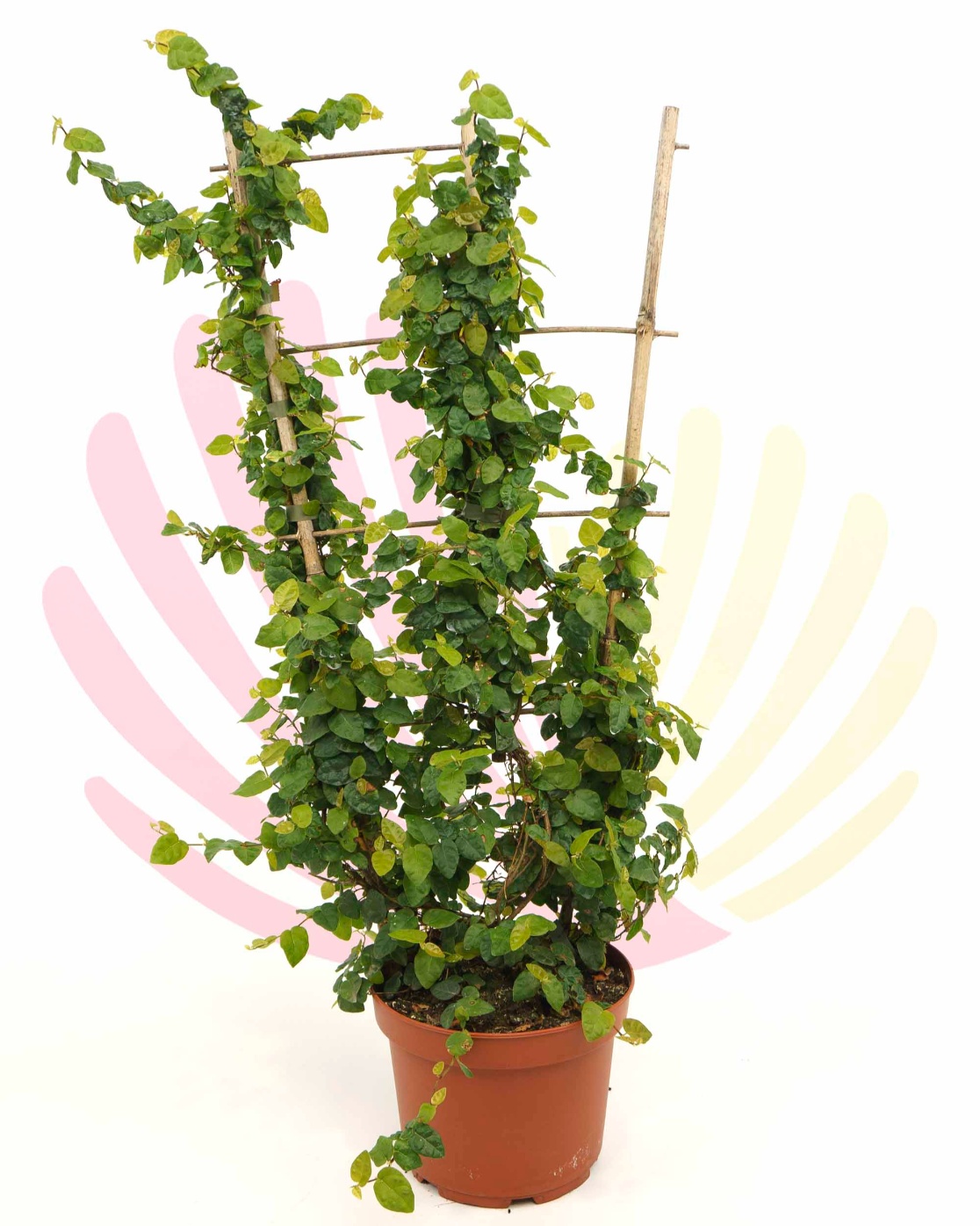 Ficus repens                                                 - P10808CV0025Z00010