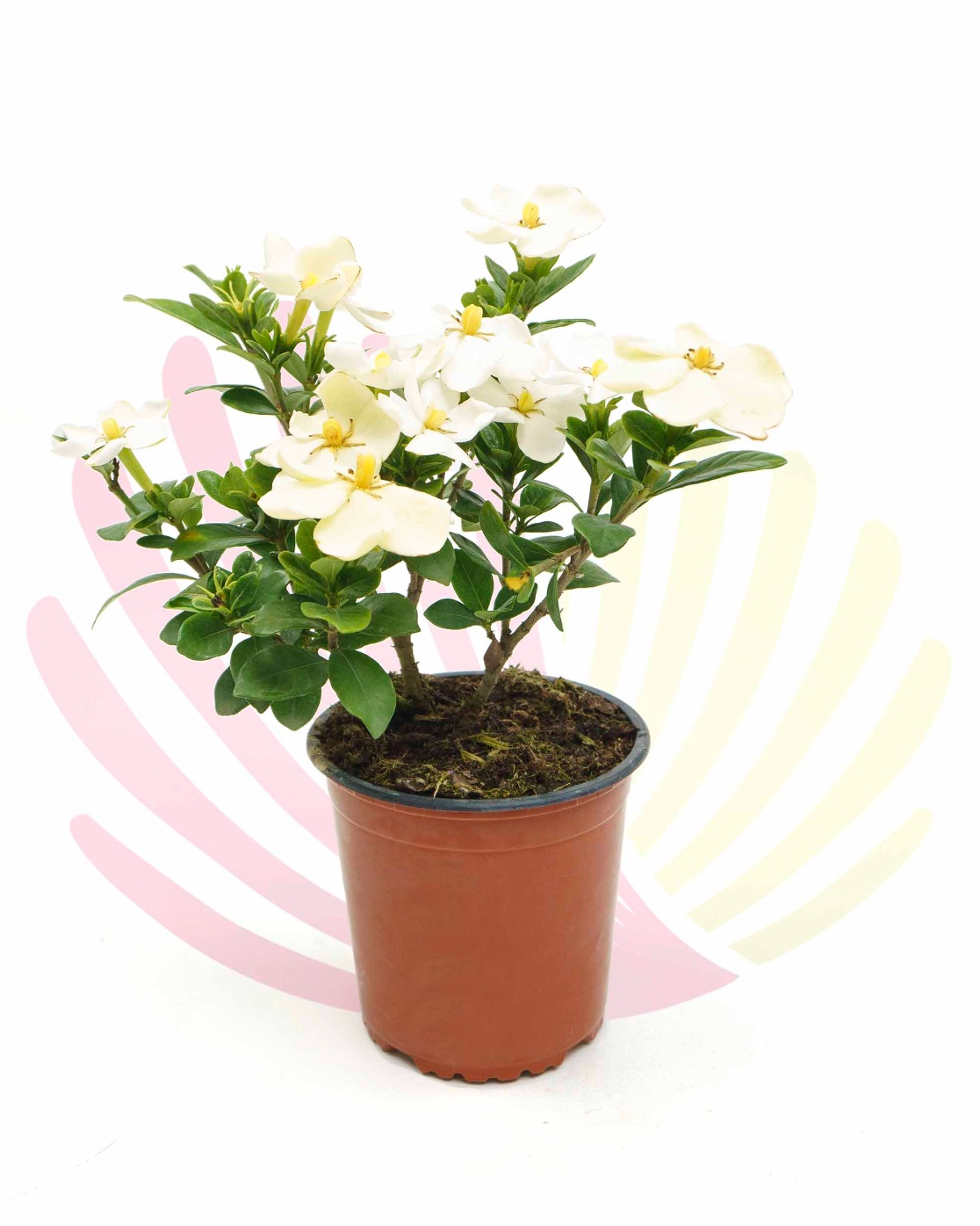 Gardenia jasminoides - P113010V0015Z00020