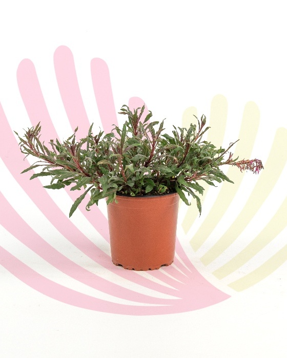 Gaura lindheimeri Pink - P115010V0010Z00010