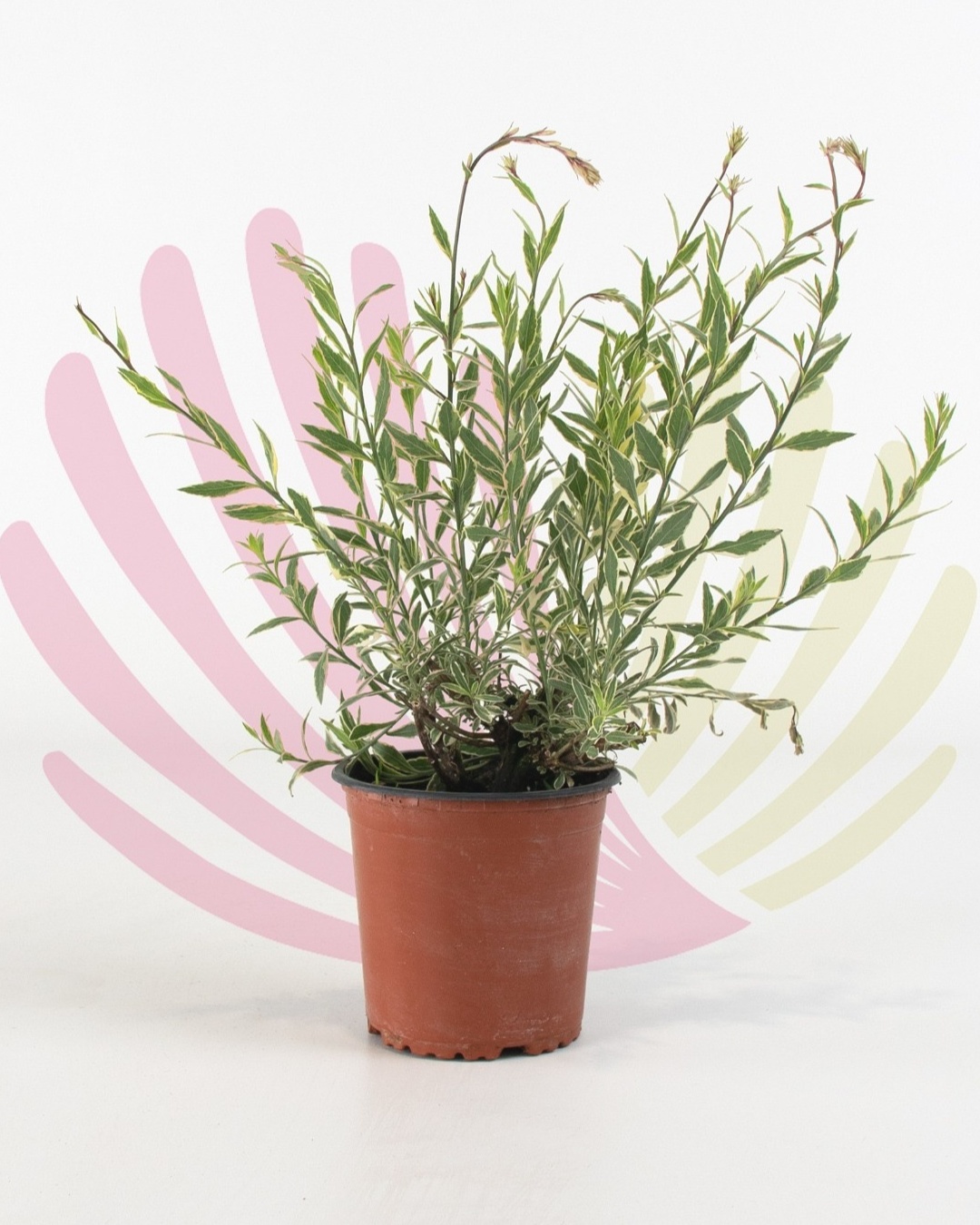 Gaura lindheimeri Variegata  - P115020V0010Z00010