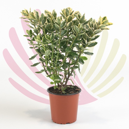 Hebe andersonii Variegata - P122020V0010Z00010