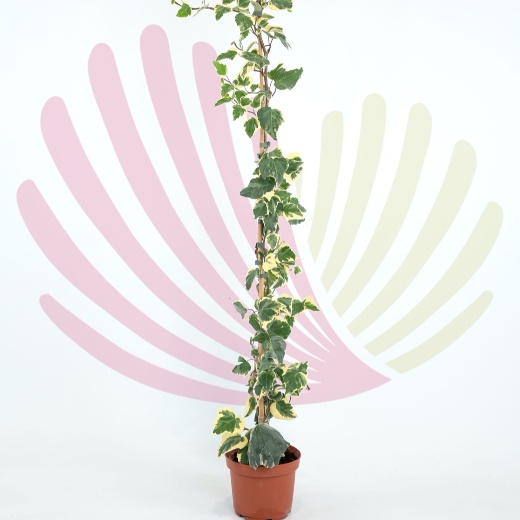 Hedera helix Variegata - P123020V0025H10120