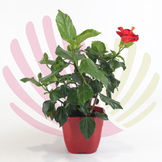 Hibiscus rosa-sinensis - P127010V0025Z00020