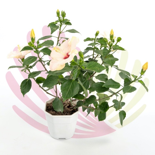 Hibiscus rosa-sinensis - P127010V0025Z00020