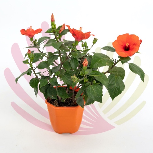 Hibiscus rosa-sinensis - P127010V0025Z00020