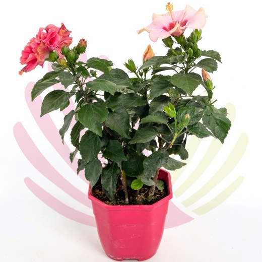 Hibiscus rosa-sinensis - P127010V0025Z00020