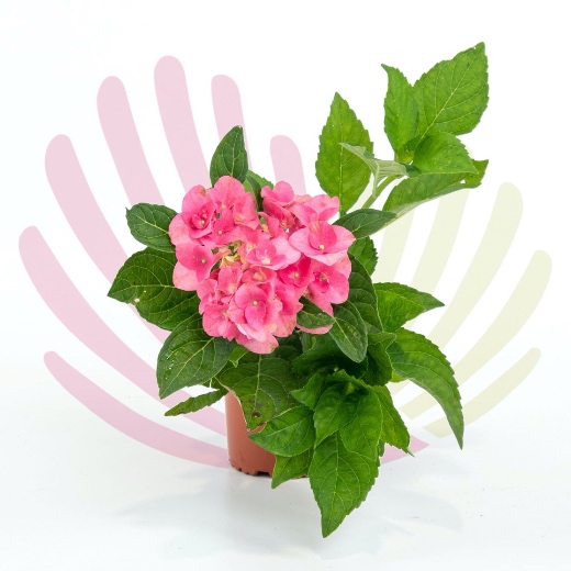 Hydrangea macrophylla - P129010V0010Z00010