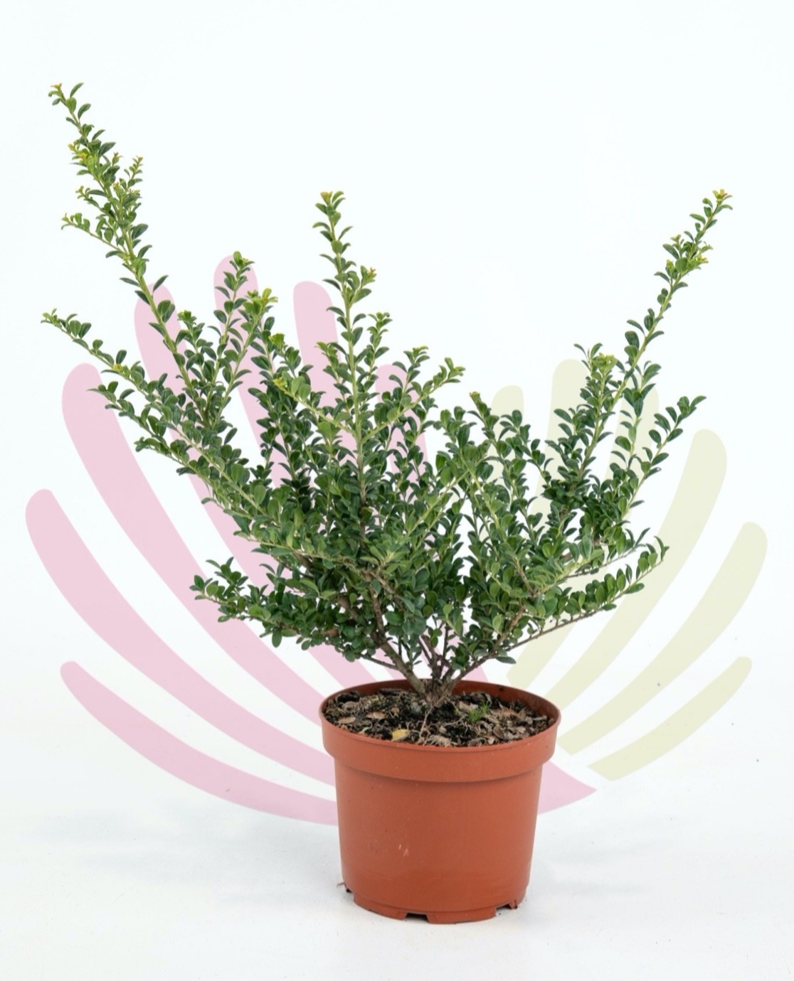 Ilex crenata                                                 - P132030V0010Z00010