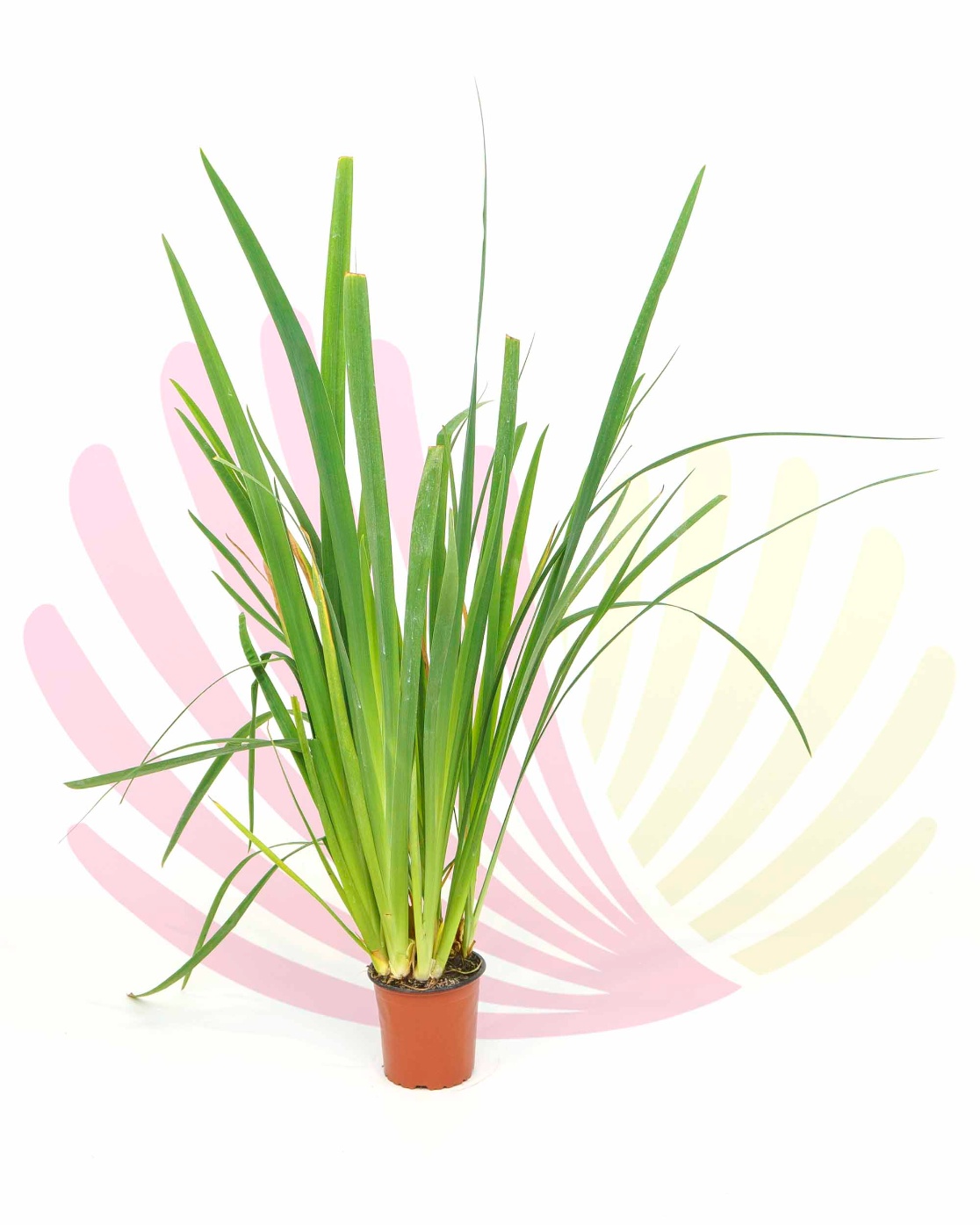 Iris pseudacorus - PIRIPSEV1