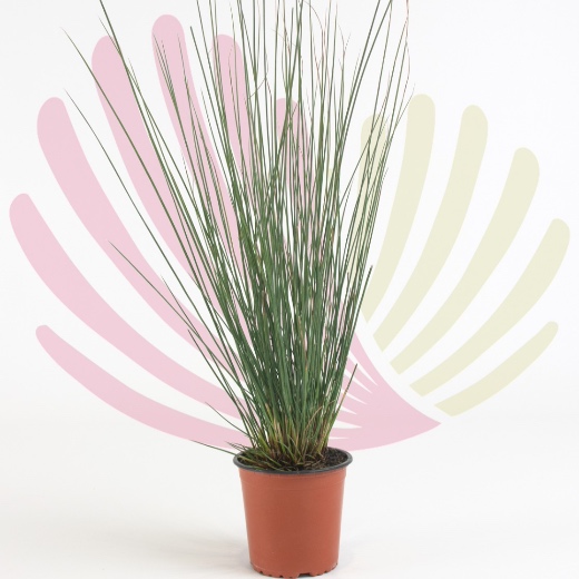 Juncus effusus  - P139010V0010Z00010