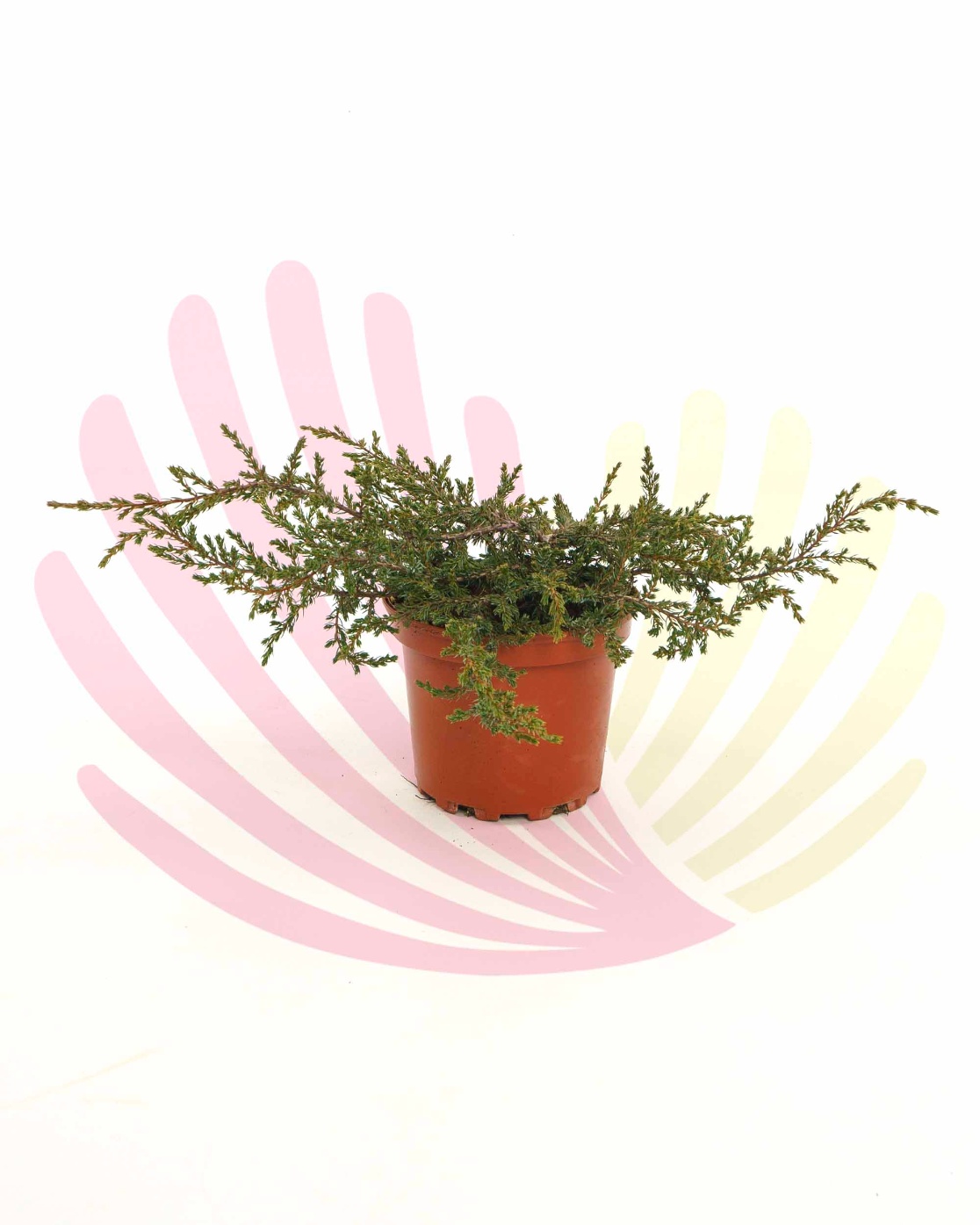 Juniperus communis Repanda - P140020V0010Z00020