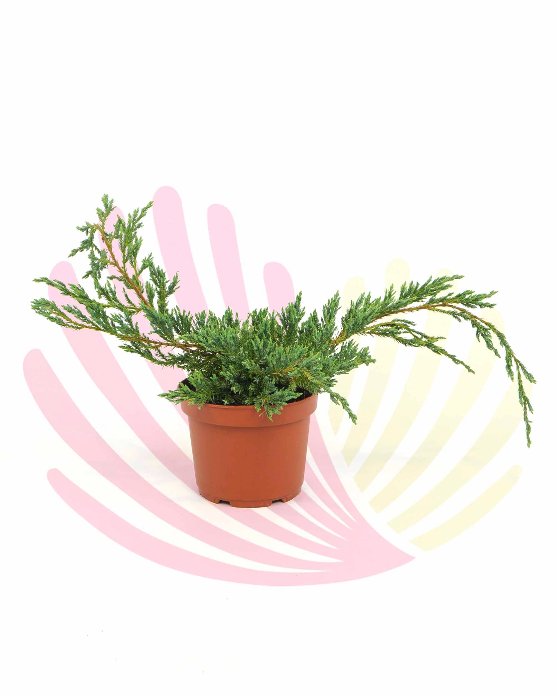 Juniperus squamata Blue Carpet     - P140090V0010Z00010