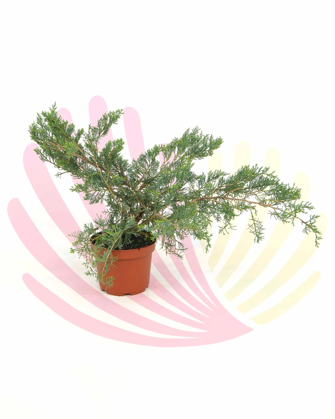 Juniperus virginiana Grey Owl - LJUNVIRGOV2,5