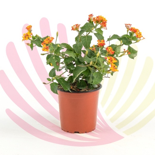 Lantana camara   - P146010V0010Z00020